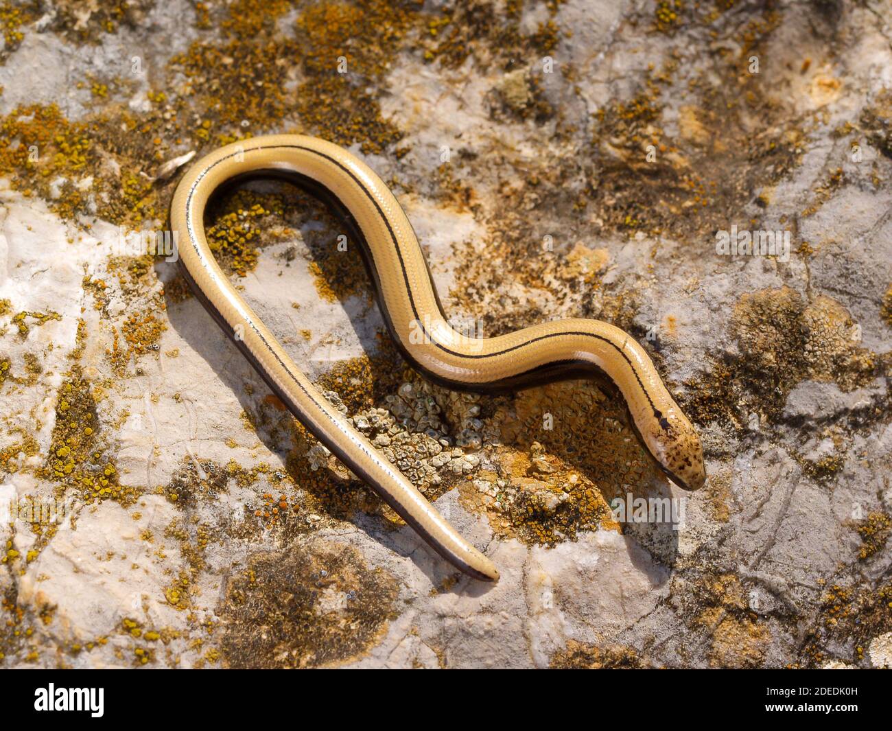 slow worm, anguis fragilis in austria Stock Photo - Alamy