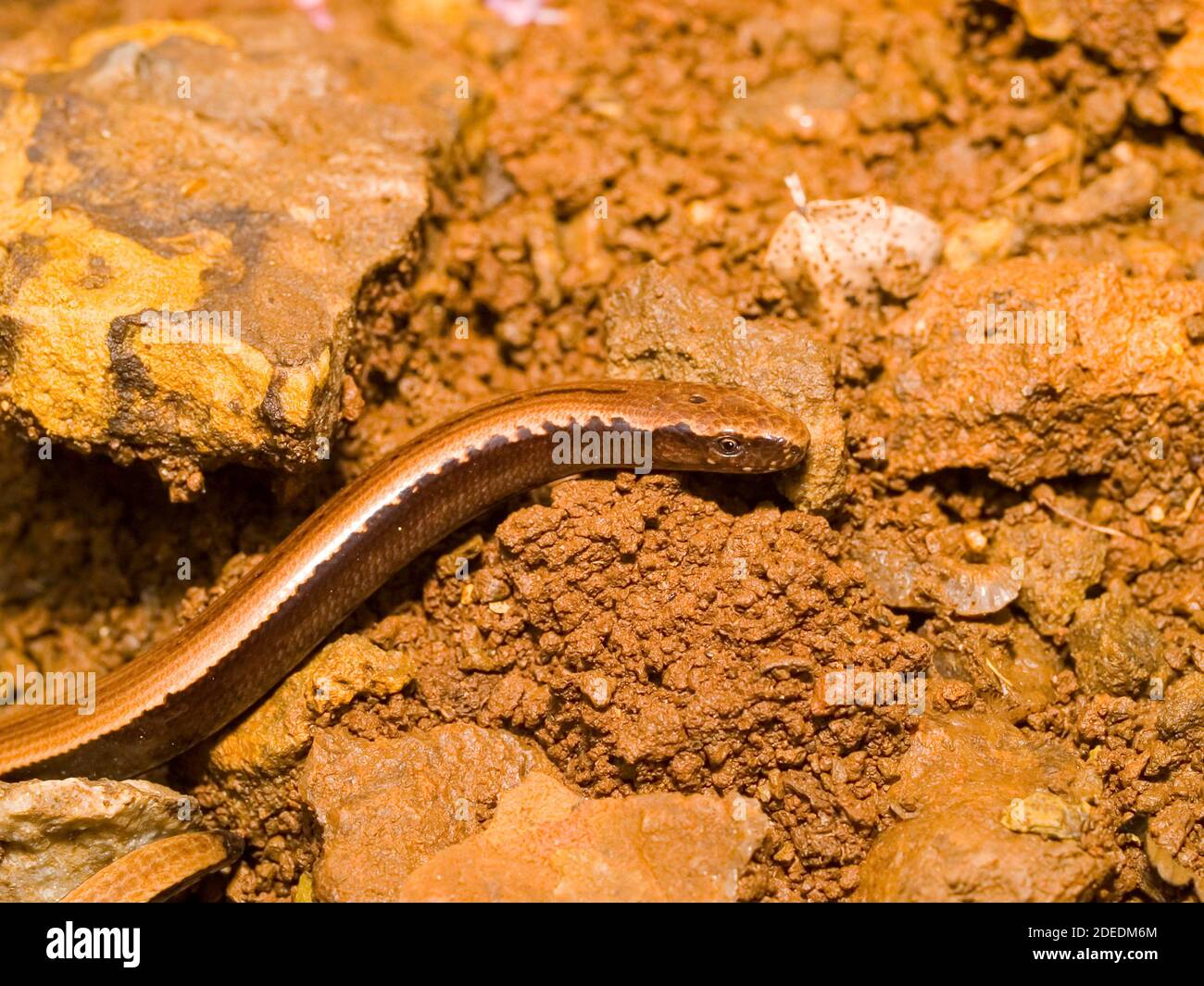slow worm, anguis fragilis in austria Stock Photo - Alamy