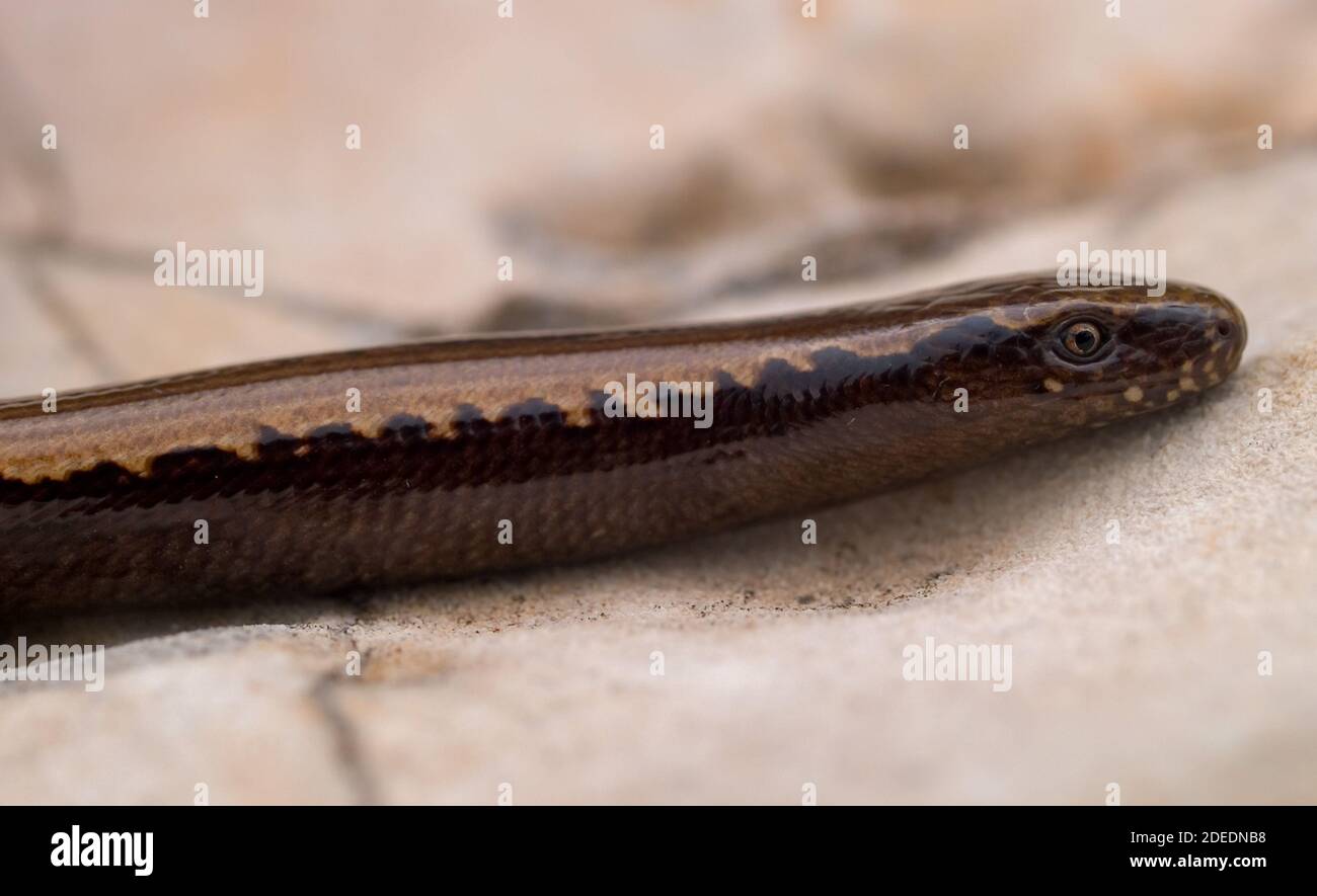 slow worm, anguis fragilis in austria Stock Photo - Alamy