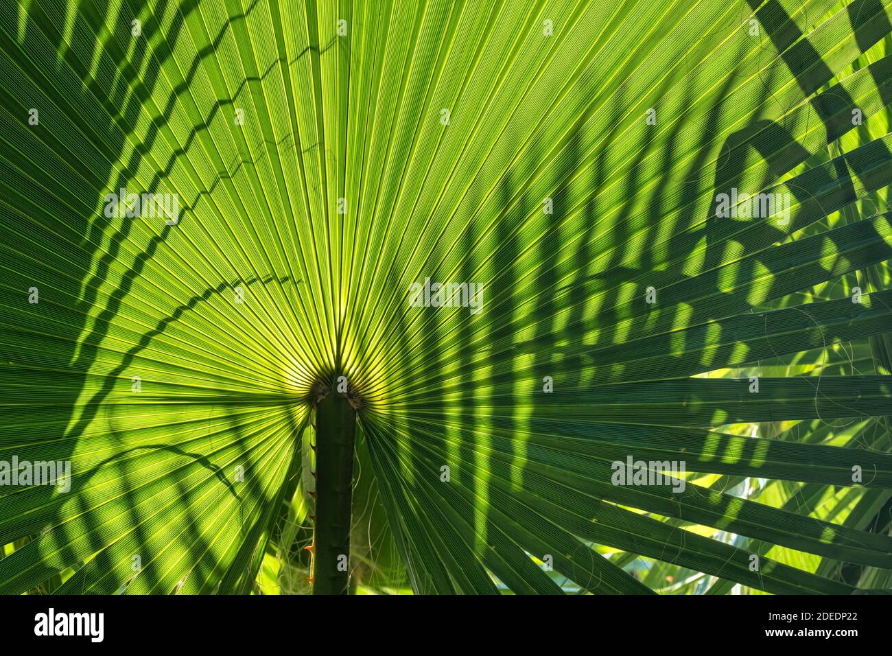 Sunlight on the palm leaf close-up tropical background Stock Photo