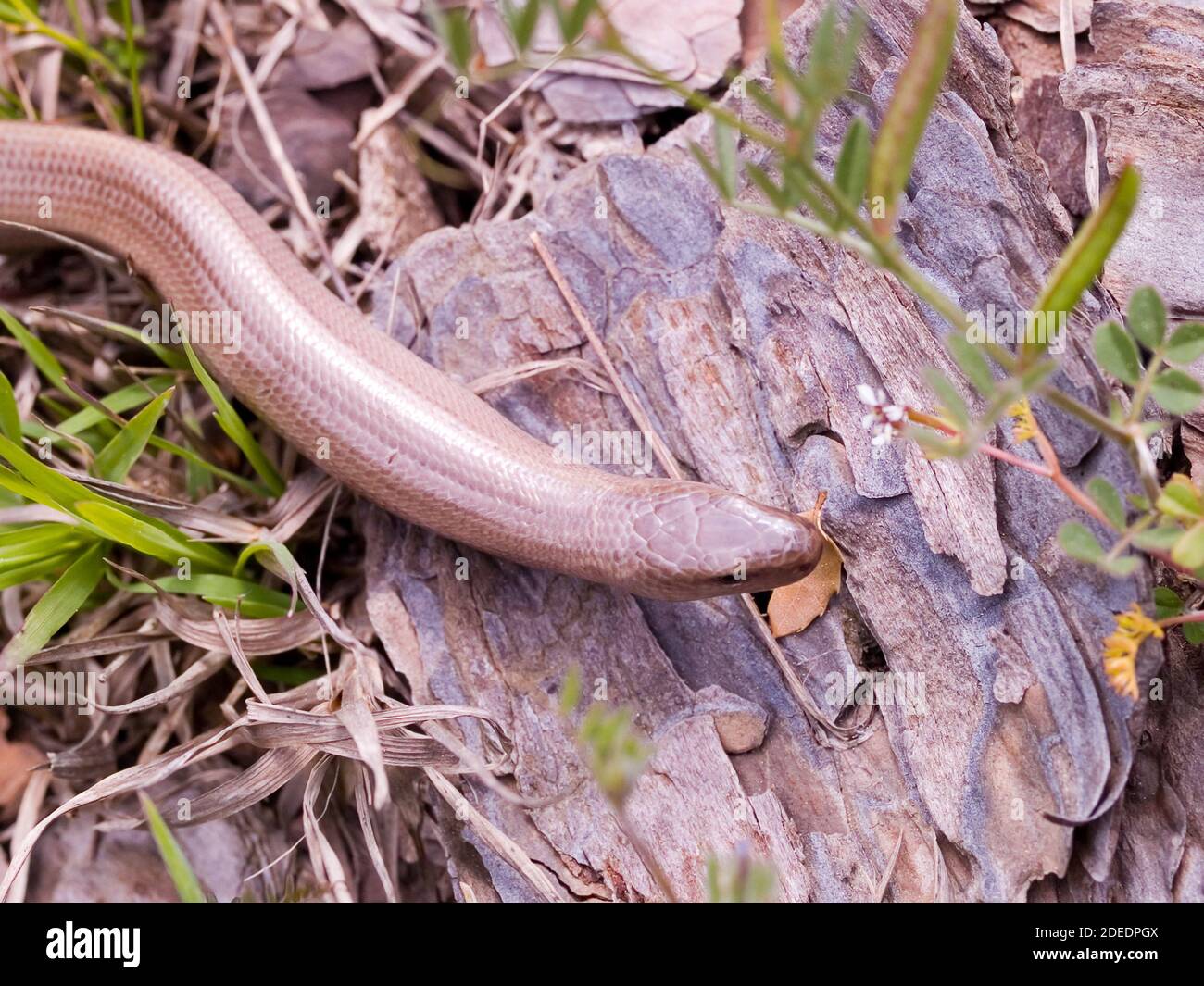 slow worm, anguis fragilis in austria Stock Photo - Alamy