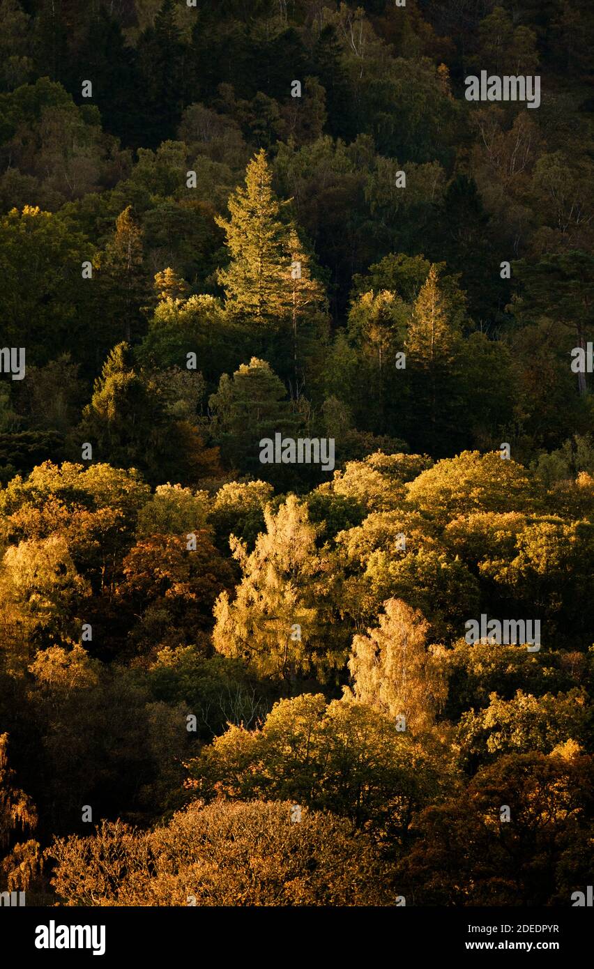 Golden morning sunlight on trees in autumn woodland near Skelwith Bridge Stock Photo