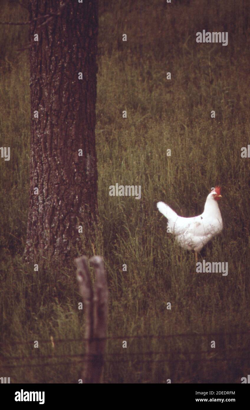 1970s Photos (1973) Foraging beyond the barnyardon a grassy