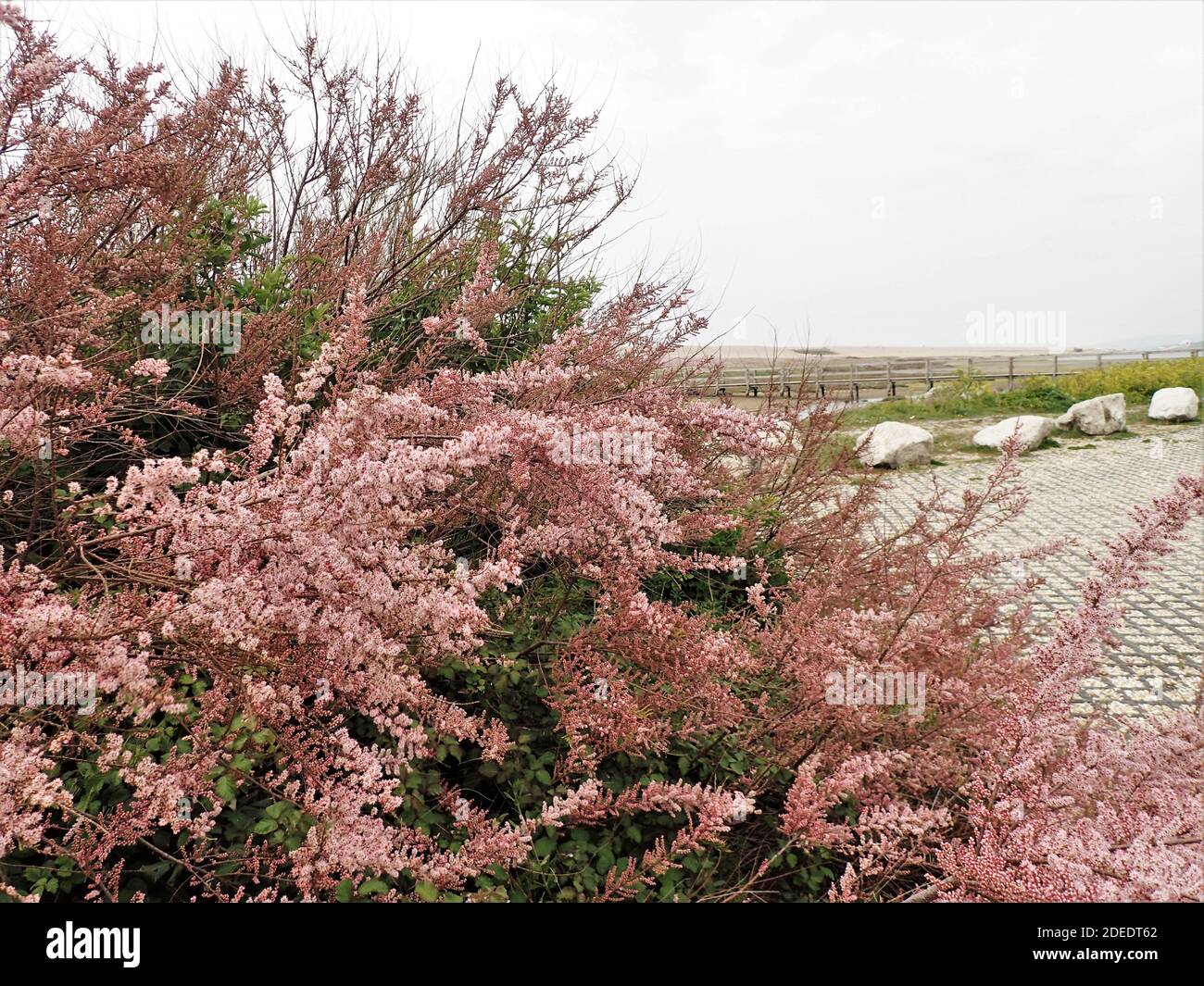 Tamarisk growing in visitors centre car park, Chesil Bank Stock Photo