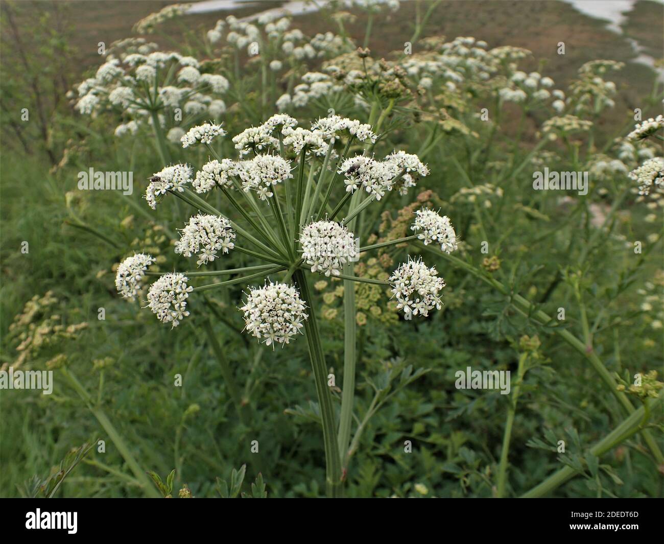 Hemlock water dropwort hires stock photography and images Alamy