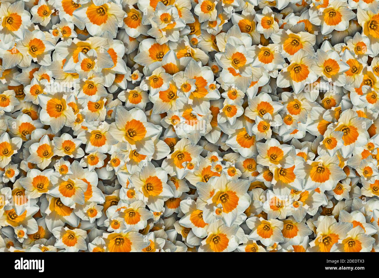 Floral background of a mass of white and orange daffodil flowers Stock