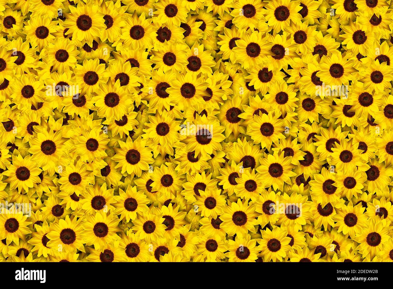 Floral background of a mass of bright yellow sunflowers Stock Photo Alamy