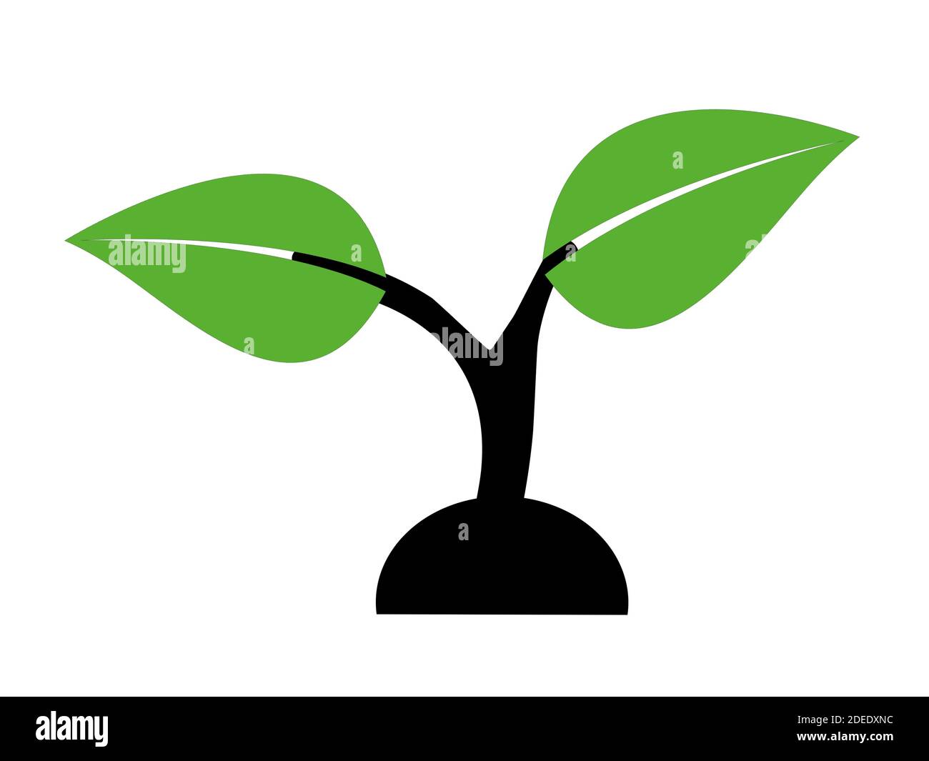 Plant ecology hi-res stock photography and images - Alamy