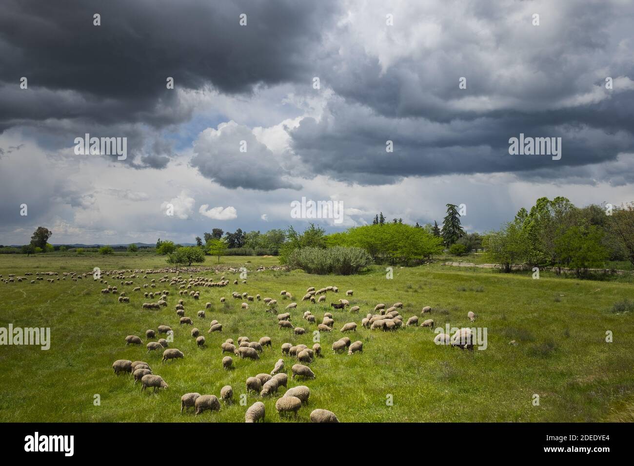 A landscape of green vegetation with a herd of sheep grazing on the ...