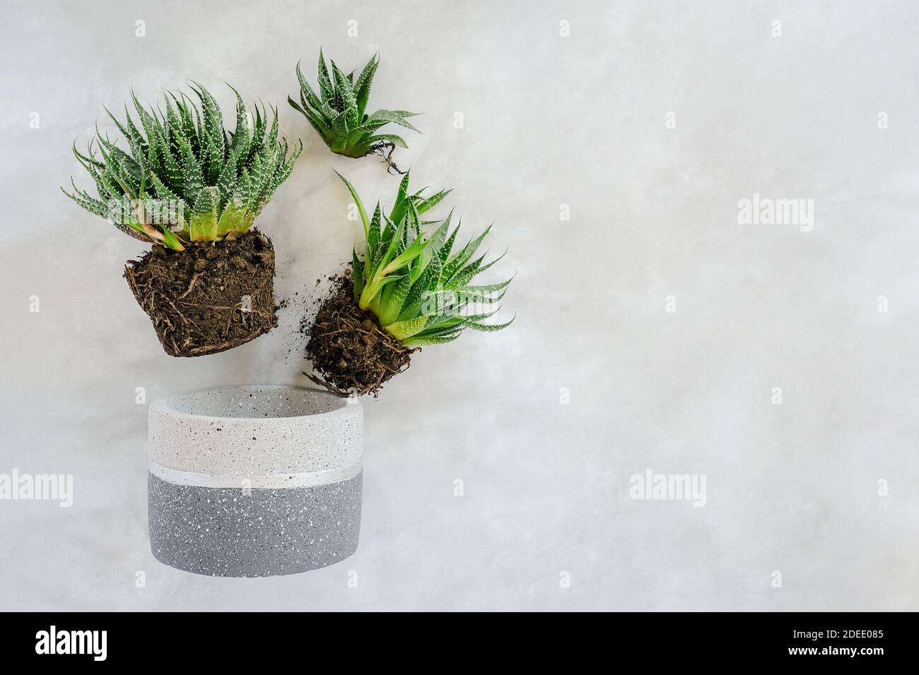 Transplanting indoor flowers and houseplant. Sprouts of green succulents and concrete pot on marble table. Concept floriculture or gardening. Top view Stock Photo