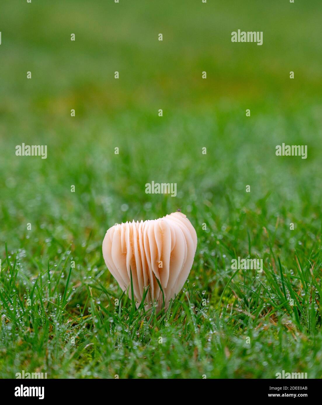 Possibly Snowy Waxcap - Hygrocybe virginea mushroom fungi growing in a garden with Autumn dew on the grass  Photograph taken by Simon Dack Stock Photo