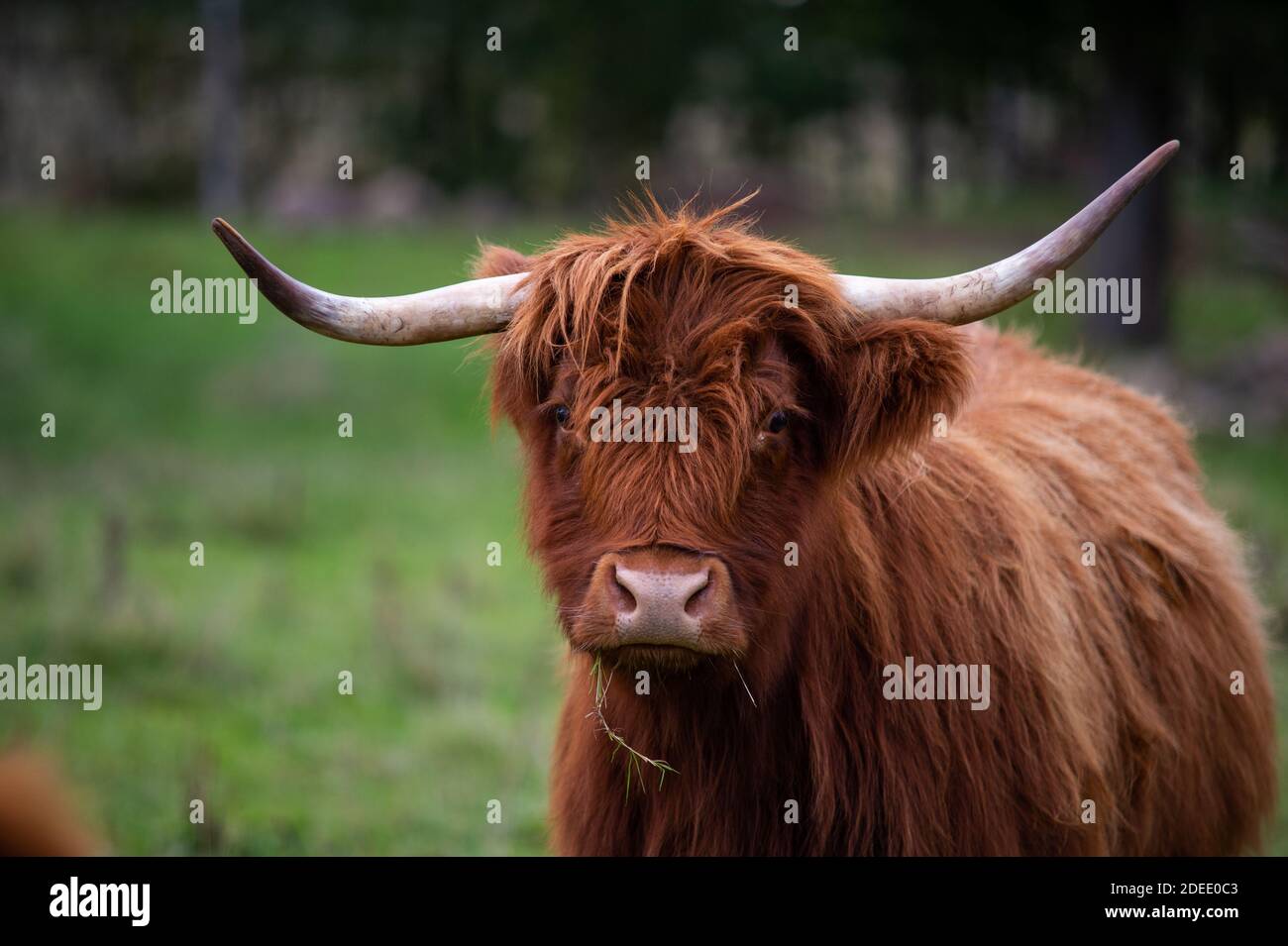 highlander cow on a field. cute and big with big horns and long hair ...
