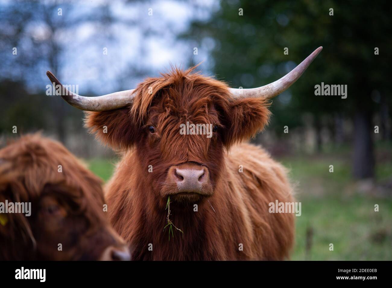highlander cow on a field. cute and big with big horns and long hair ...