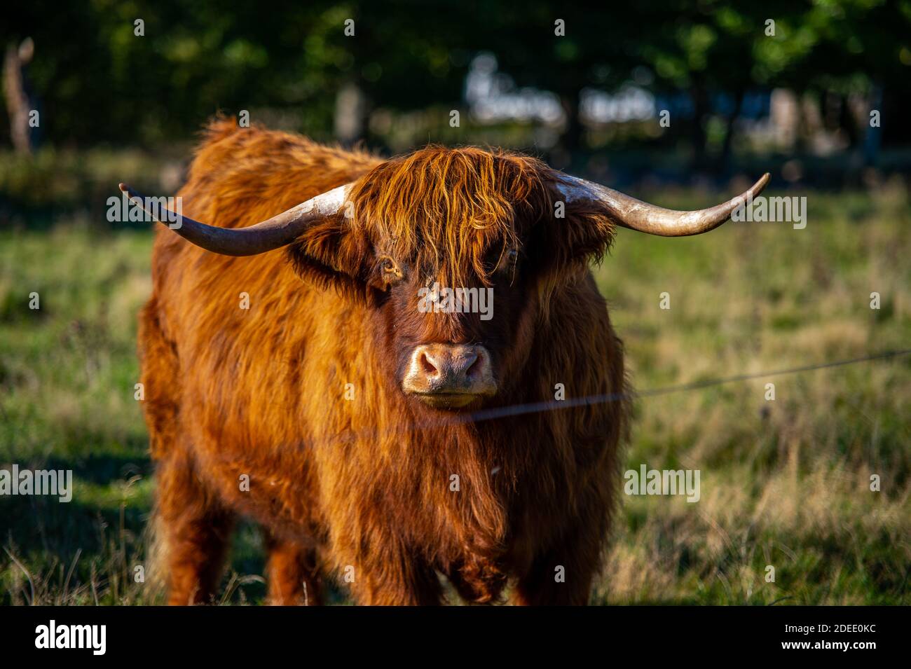 highlander cow on a field. cute and big with big horns and long hair ...