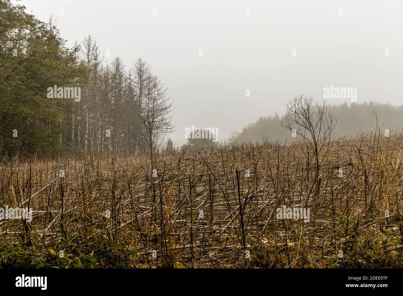 Autumn morning at a harvested corn field Stock Photo - Alamy