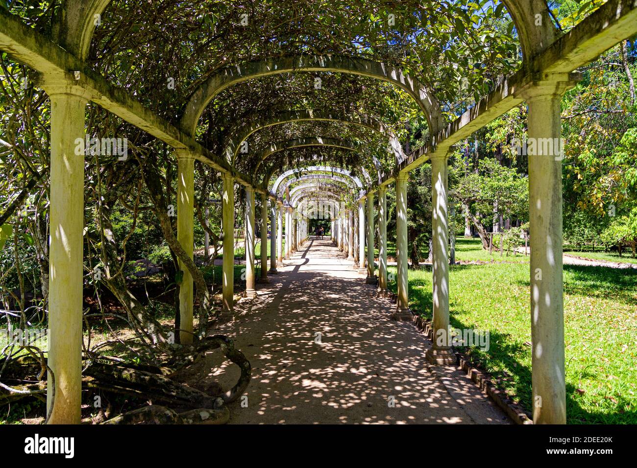 Beautiful arched pergola. Tunnel of vegetation in the park. Rio de Janeiro Botanical Garden, Brazil. Stock Photo