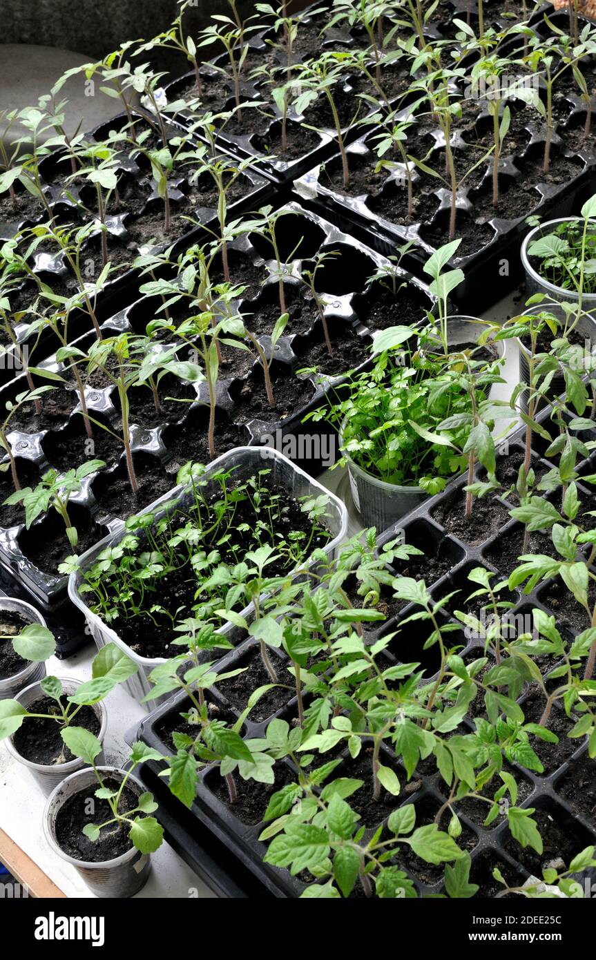close-up of  seedlings of the  various vegetables in the greenhouse ready for planting in the vegetable garden, vertical composition Stock Photo