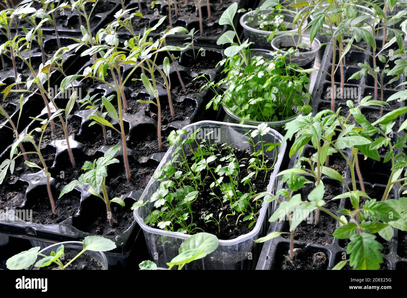 close-up of  seedlings of the  various vegetables in the greenhouse ready for planting in the vegetable garden Stock Photo