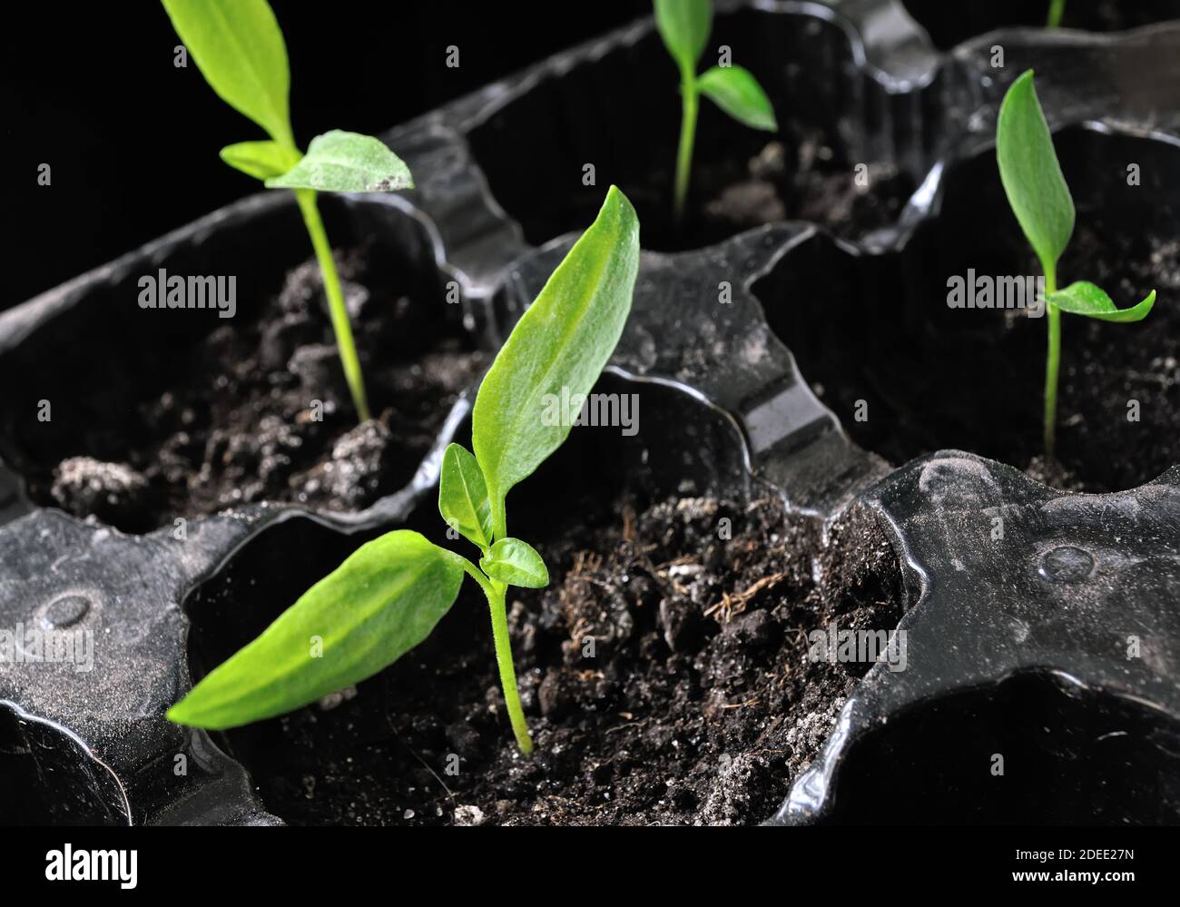 close-up of pepper seedlings in the greenhouse ready for planting in the vegetable garden Stock Photo