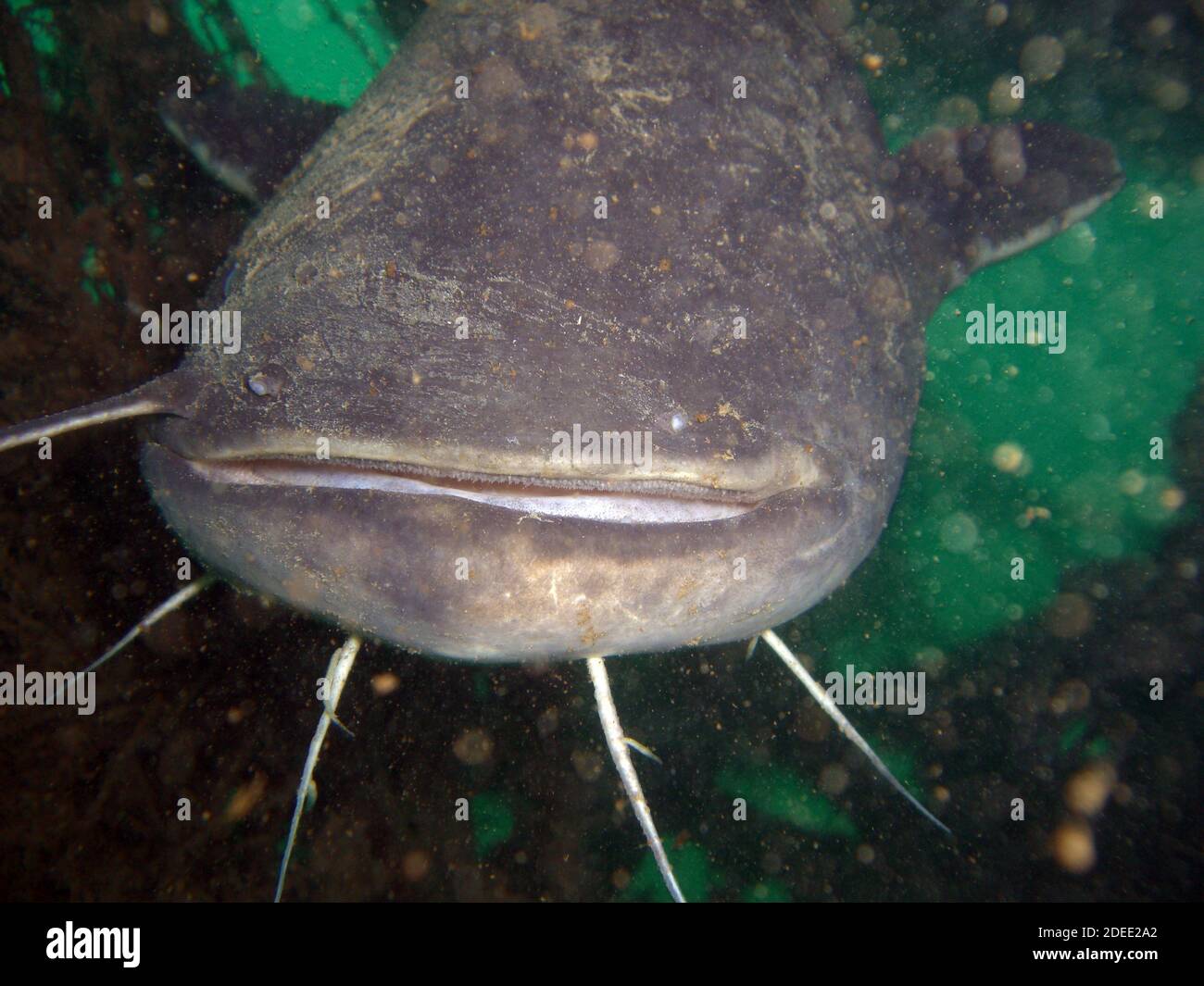 Schwimmen im teich hires stock photography and images Alamy