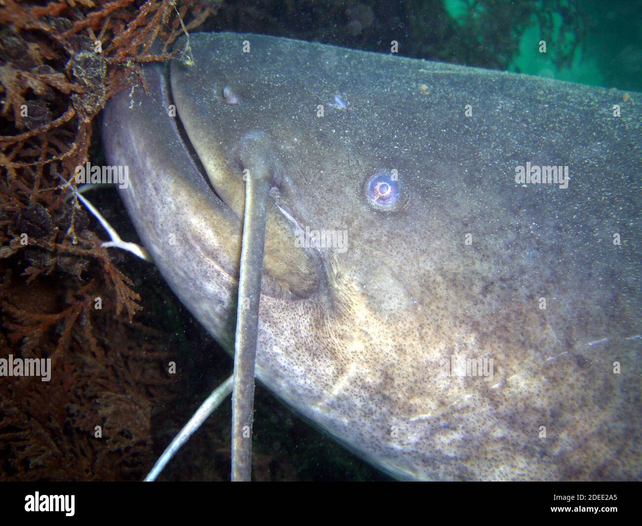 Fisch im teich hires stock photography and images Alamy