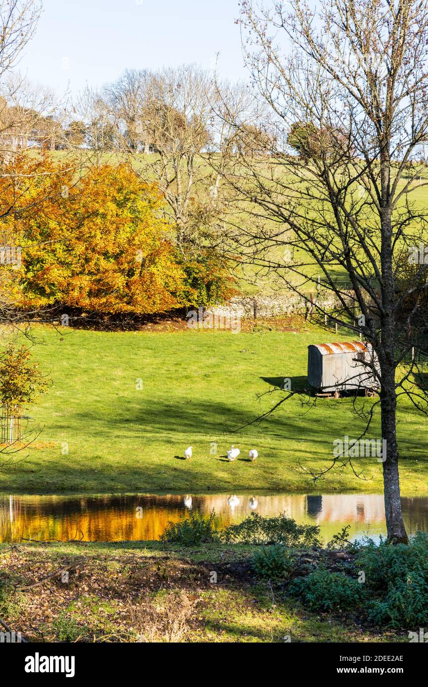 Autumn in the Cotswolds - White ducks beside the small lake on the stream behind Manor Farm at Middle Duntisbourne, Gloucestershire UK Stock Photo
