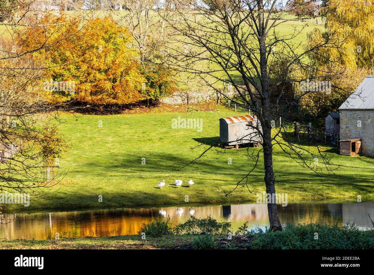 Autumn in the Cotswolds - White ducks beside the small lake on the stream behind Manor Farm at Middle Duntisbourne, Gloucestershire UK Stock Photo