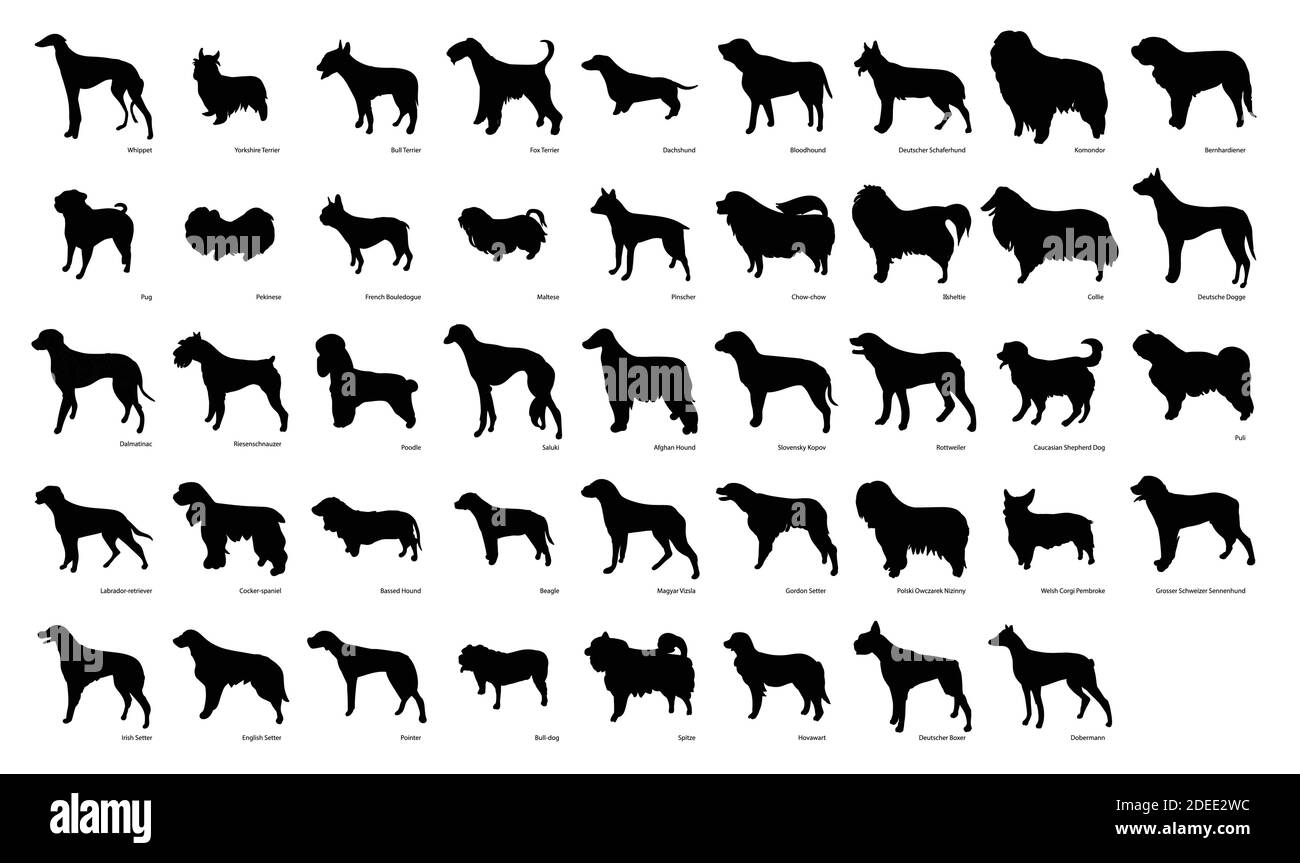 Cute dog breeds pedigree vector illustration set Stock Vector Image