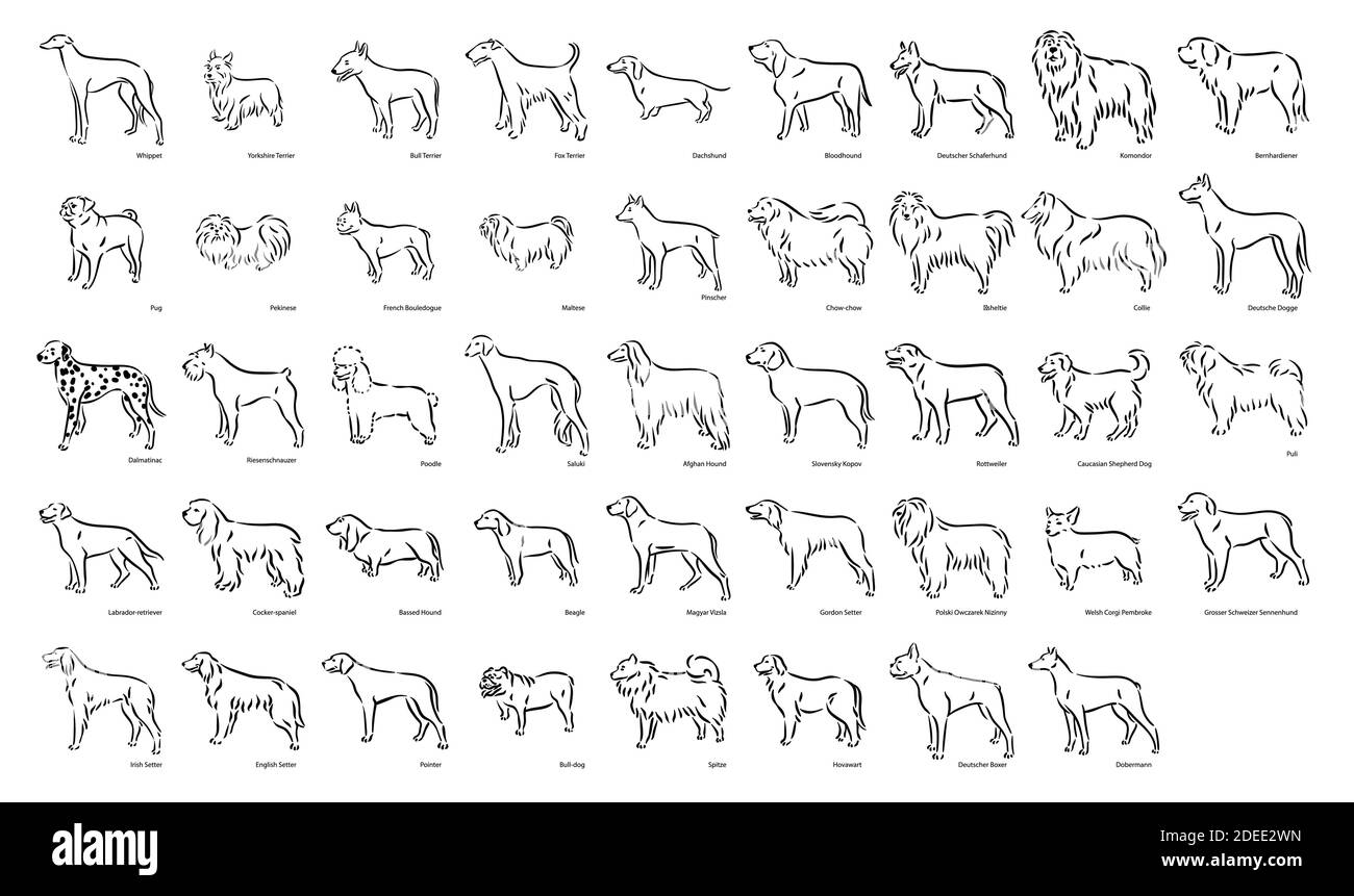 Cute dog breeds pedigree vector illustration set Stock Vector Image