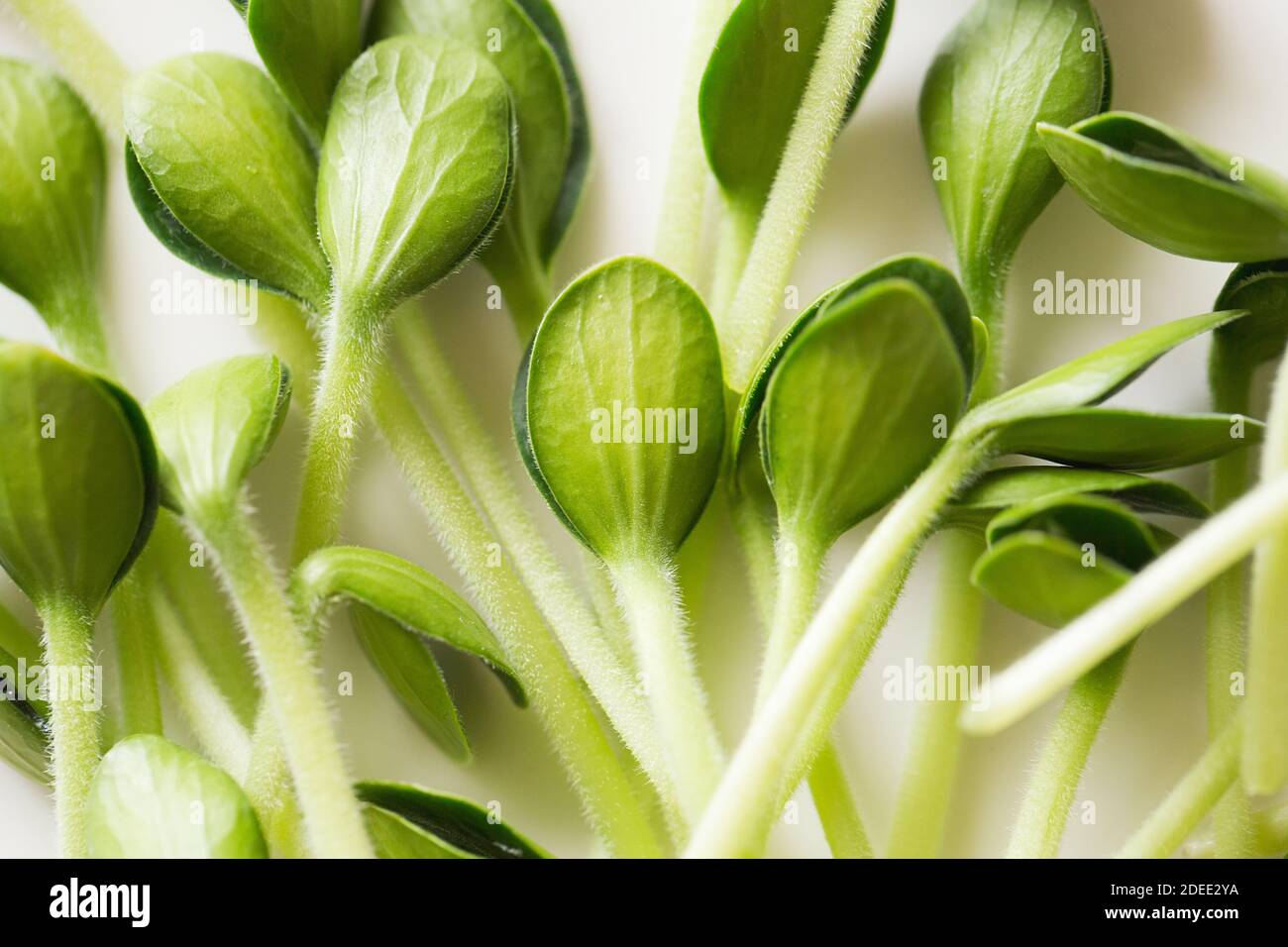 Pumpkin microgreens. Sprouting Microgreens. Seed Germination at home. Vegan and healthy eating