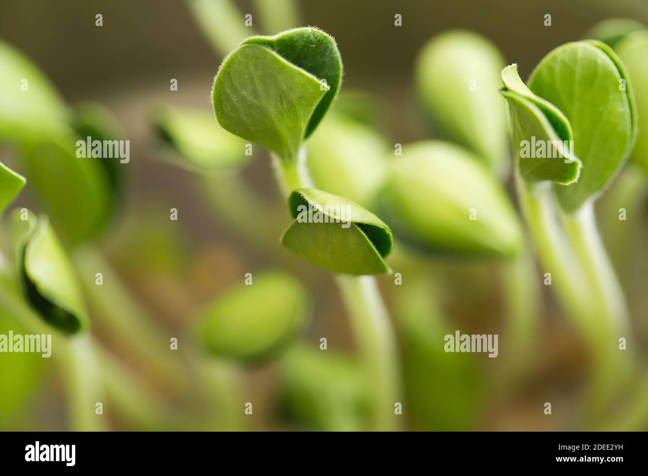 Pumpkin microgreens. Sprouting Microgreens. Seed Germination at home. Vegan and healthy eating