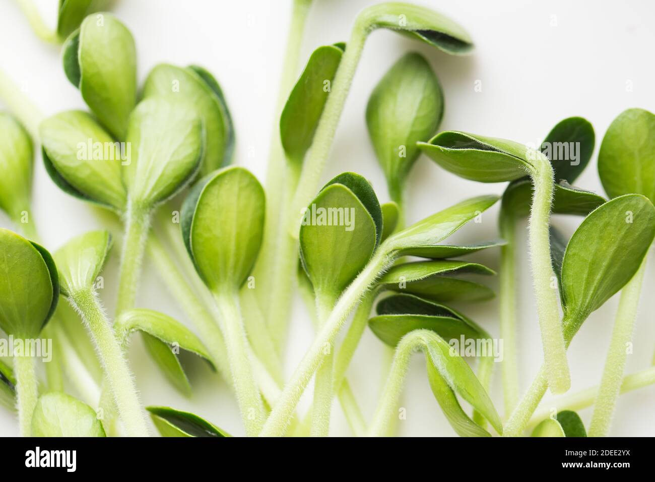 Pumpkin microgreens. Sprouting Microgreens. Seed Germination at home. Vegan and healthy eating