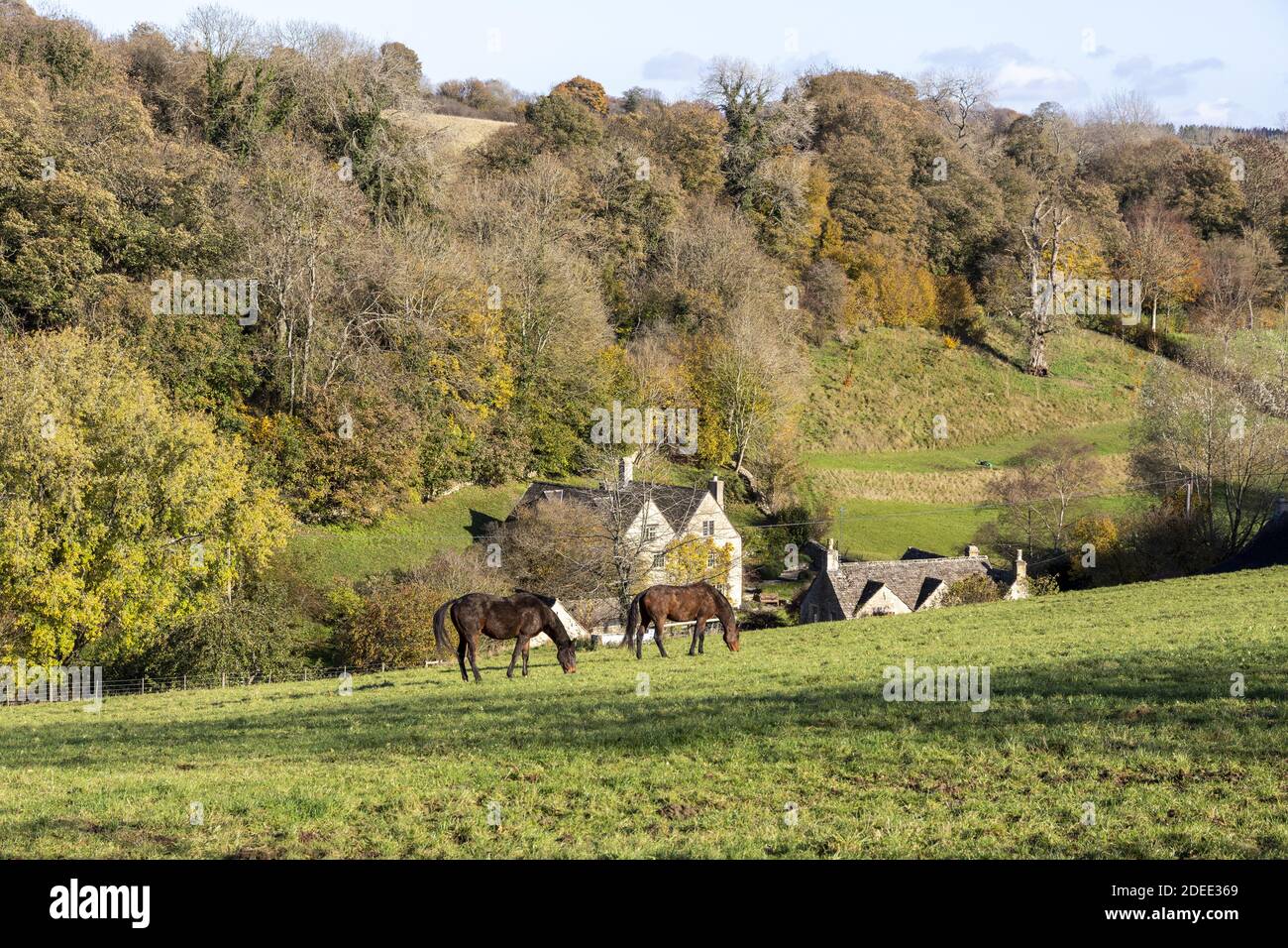 Autumn in the Cotswolds - Horses grazing in the Duntisbourne valley between Duntisbourne Abbots and Duntisbourne Leer, Gloucestershire UK Stock Photo