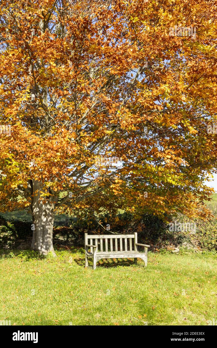 Autumn in the Cotswolds - A wooden bench beneath a beech tree beside the lane at Middle Duntisbourne, Gloucestershire UK Stock Photo