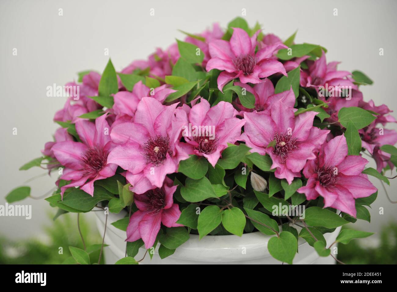 Clematis Elodi on an exhibition in May 2019 Stock Photo