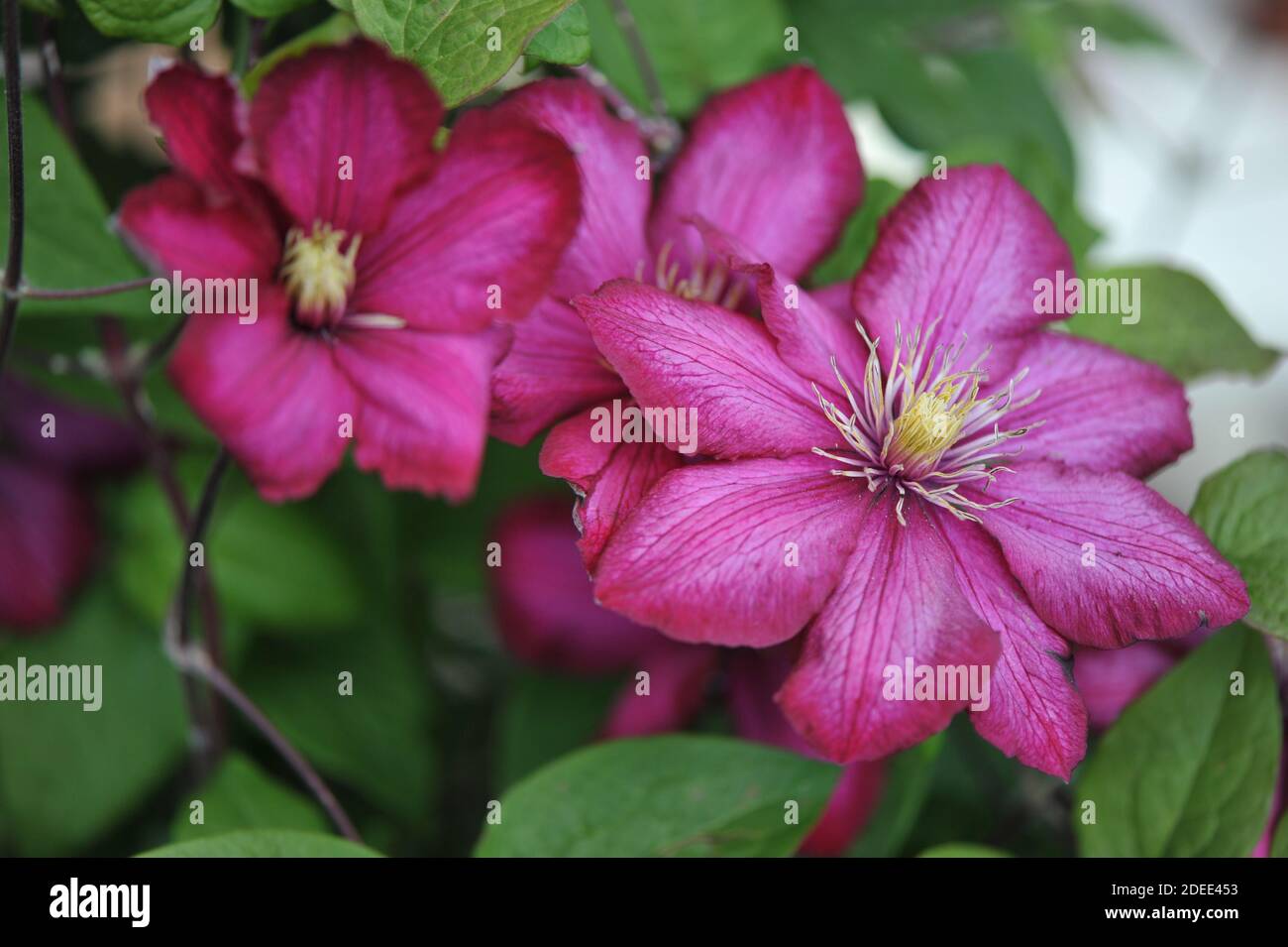Old-fashioned purple clematis Ville de Lyon blooms in a garden with crimson red flowers in May 2020 Stock Photo