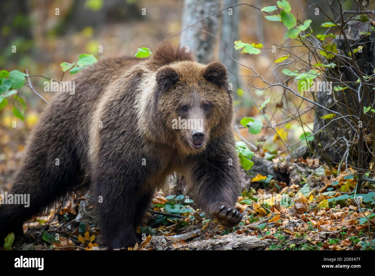 Brown bear in autumn forest hi-res stock photography and images - Alamy
