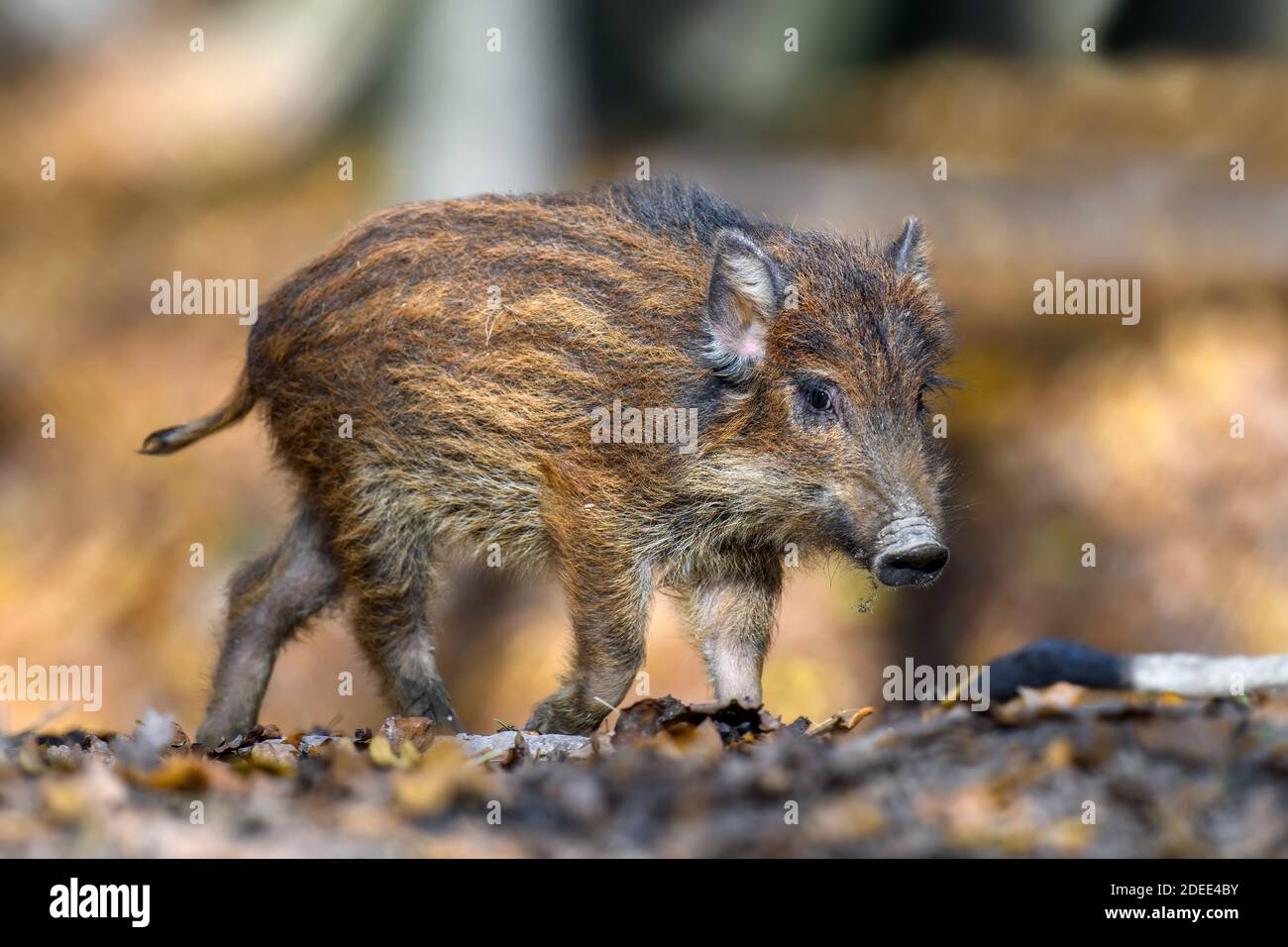Baby wild boar hi-res stock photography and images - Alamy