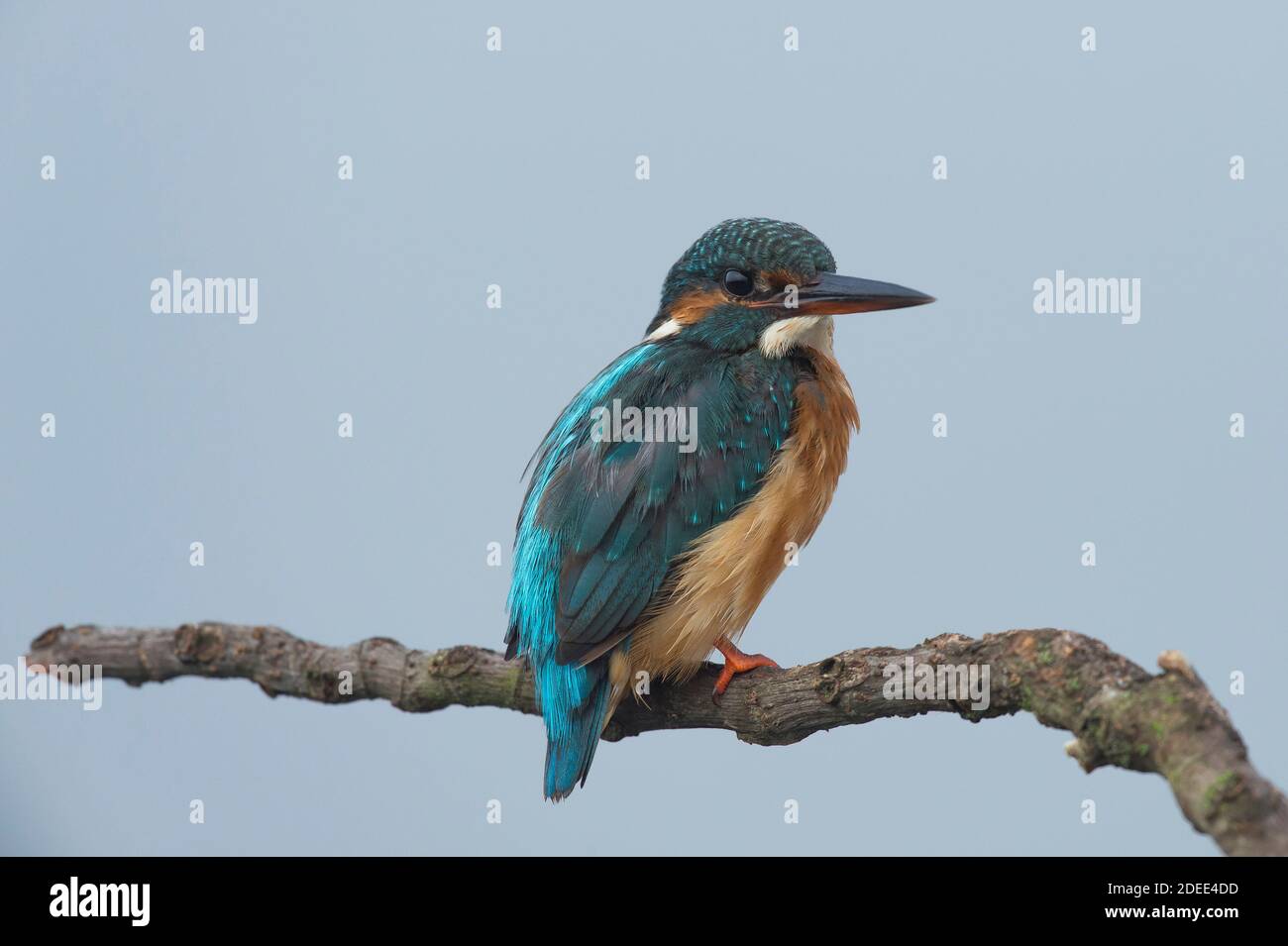 Common kingfisher, Alcedo atthis known as Blue Lightning, beginning day searching food (catching fish) at São Domingos river banks.Peniche. Portugal. Stock Photo