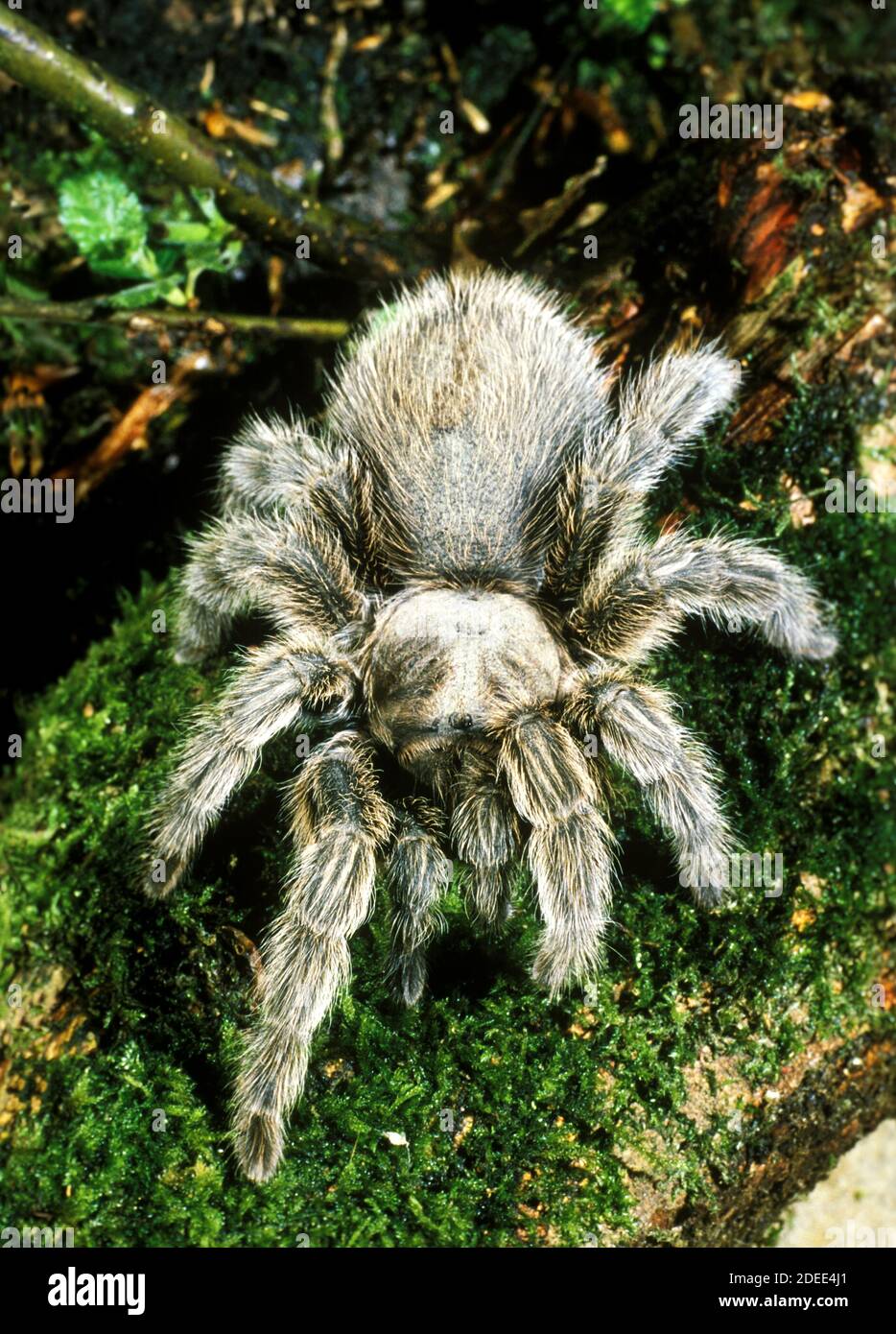 Spider, theraphosa sp, Adult standing on Moss Stock Photo