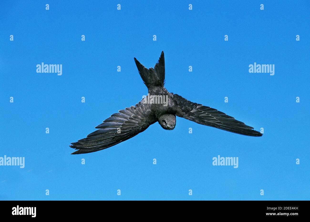 Common Swift, apus apus, Adult in Flight against Blue Sky Stock Photo ...