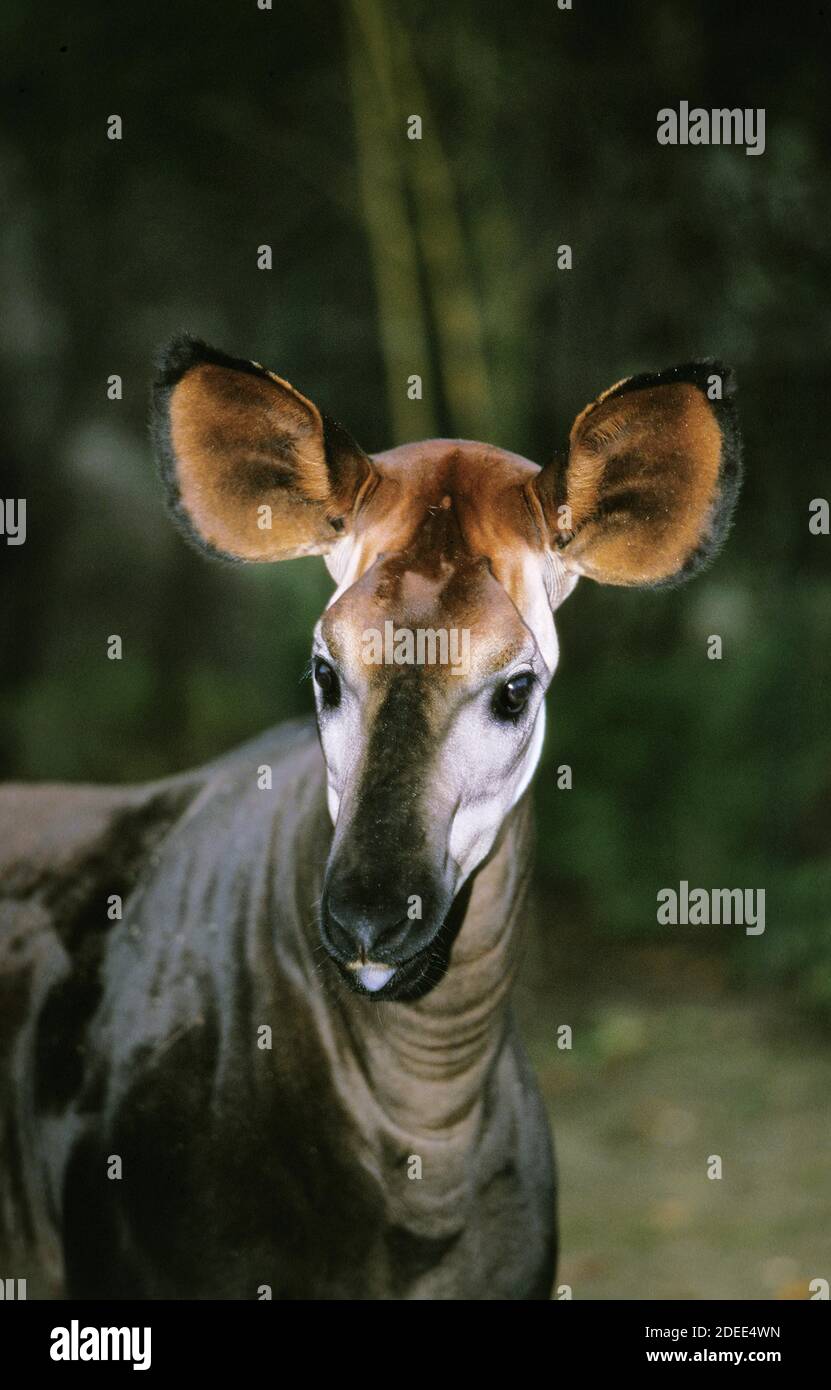 Okapi okapia johnstoni adult hi-res stock photography and images - Alamy