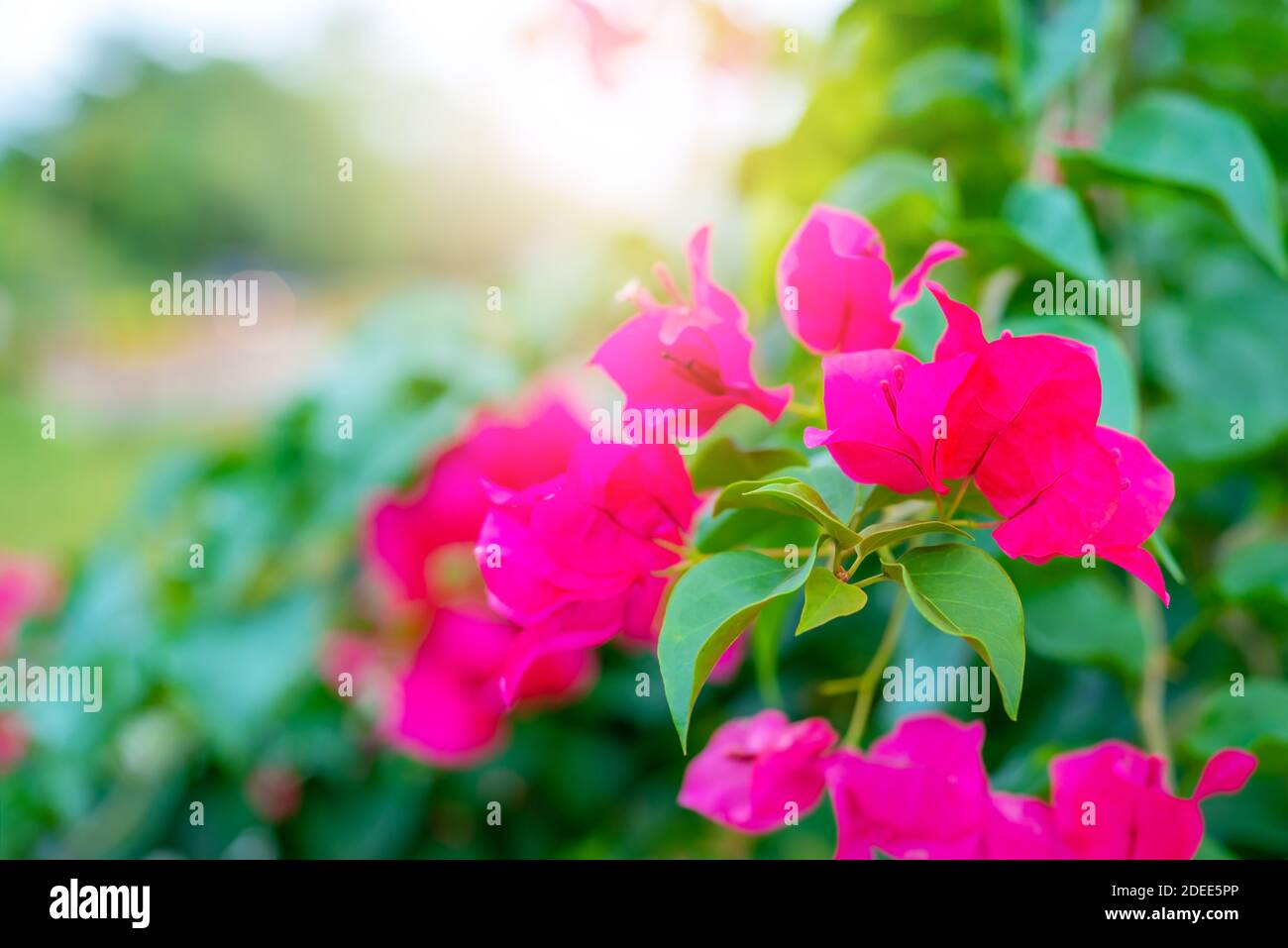 Bougainvillea purple tropical flower with green leaf and sunlight on blurred background, Macro Stock Photo