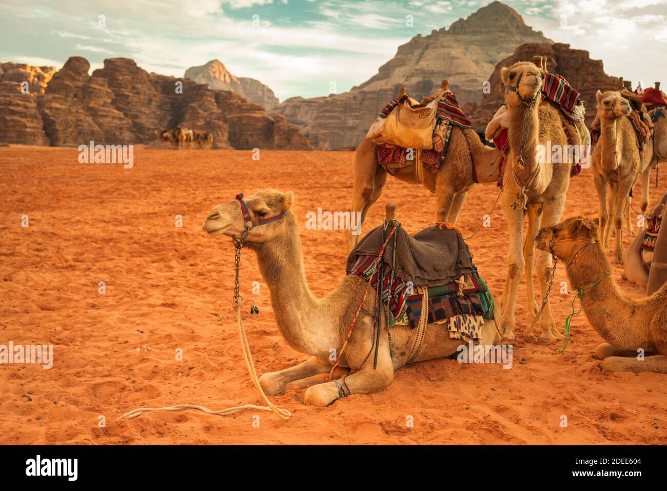 camels in incredible landscape in Wadi Rum in the Jordanian desert at sunset Stock Photo