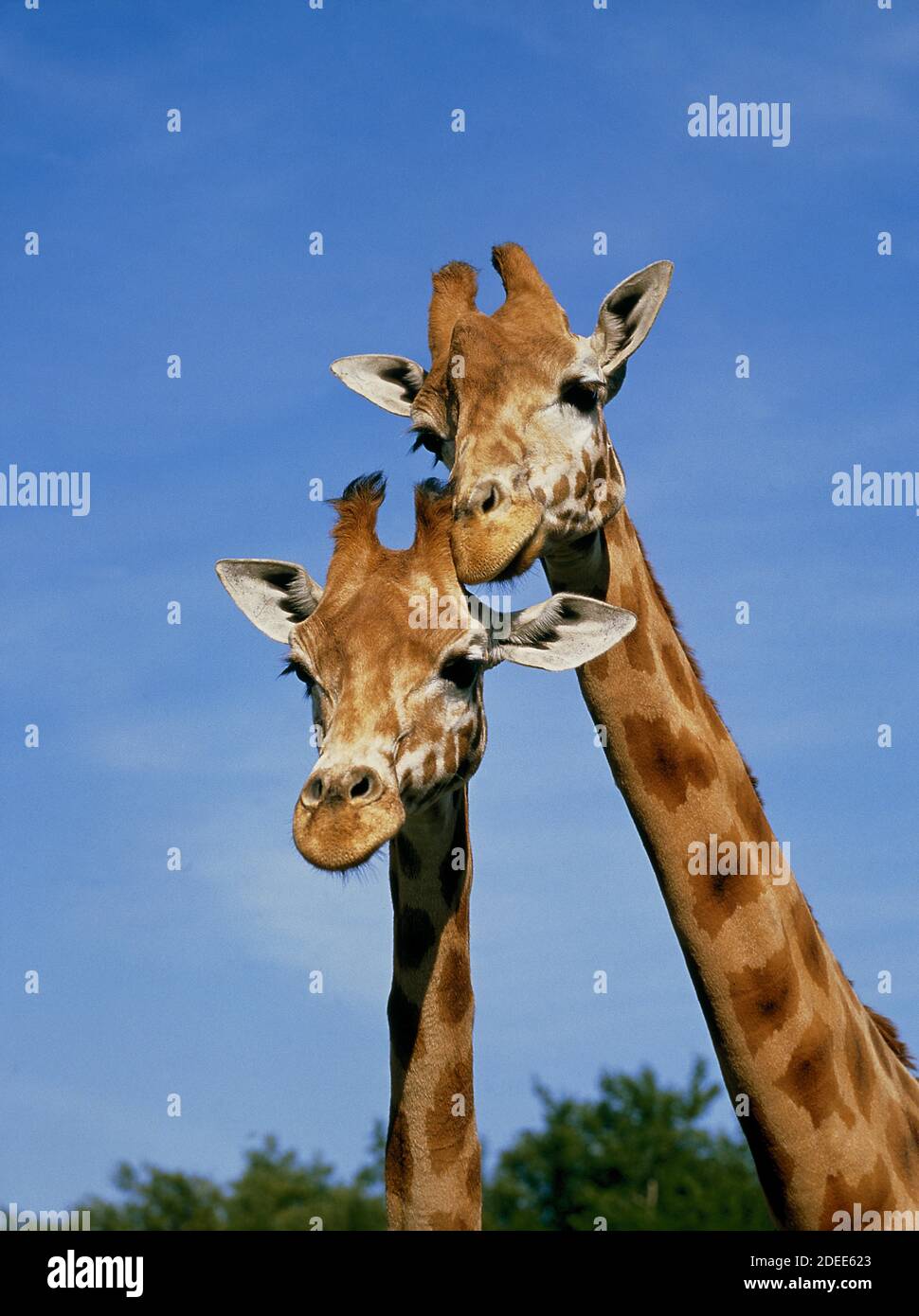 Rothschild's Giraffe, giraffa camelopardalis rothschildi Stock Photo ...