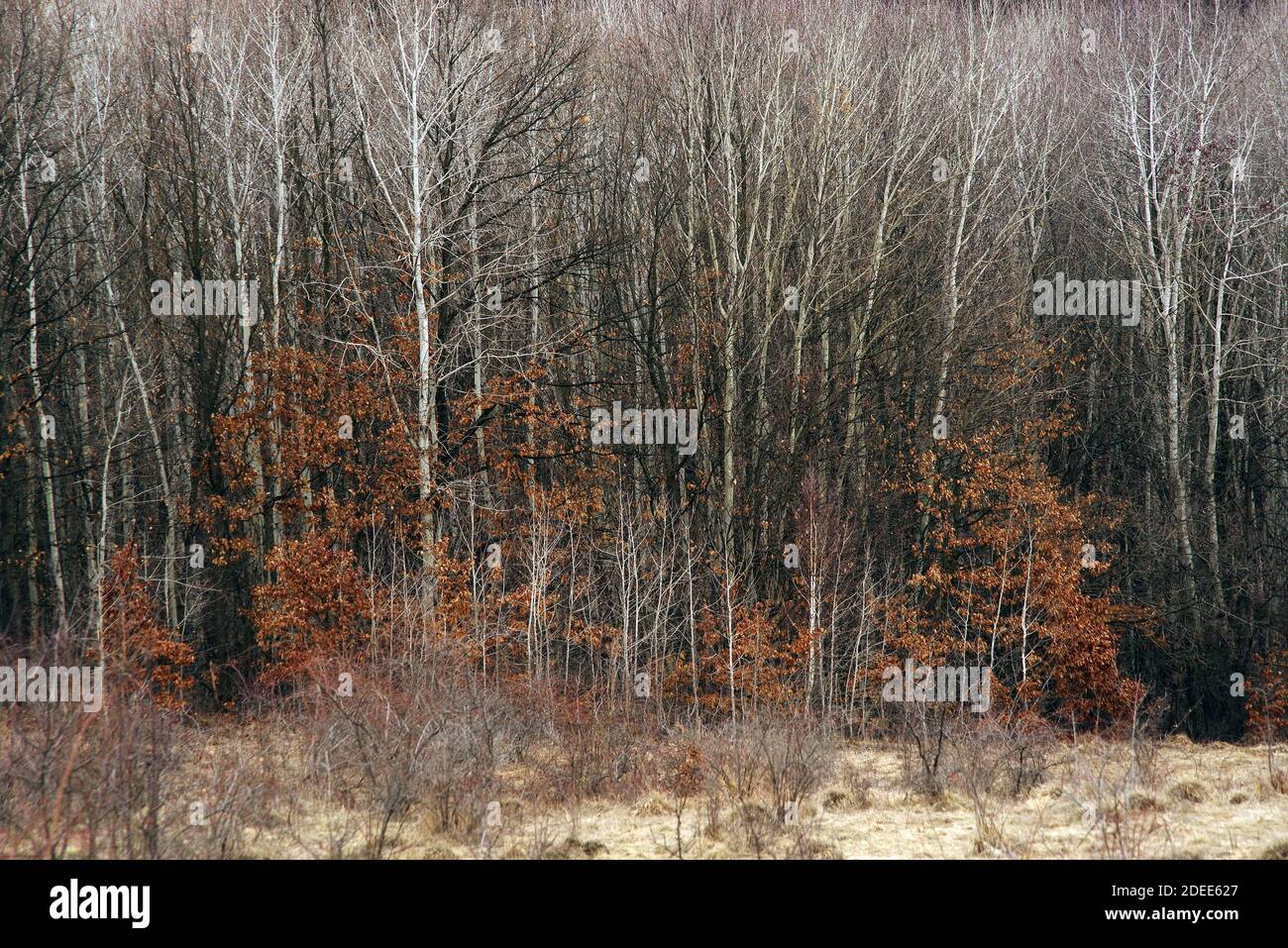 Autumn forest picturesque landscape Stock Photo