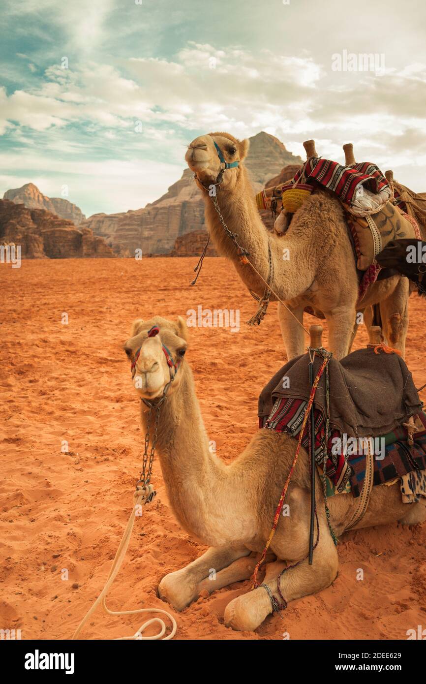 Camels are waiting for a memorable trip in the Wadi Rum desert Stock Photo