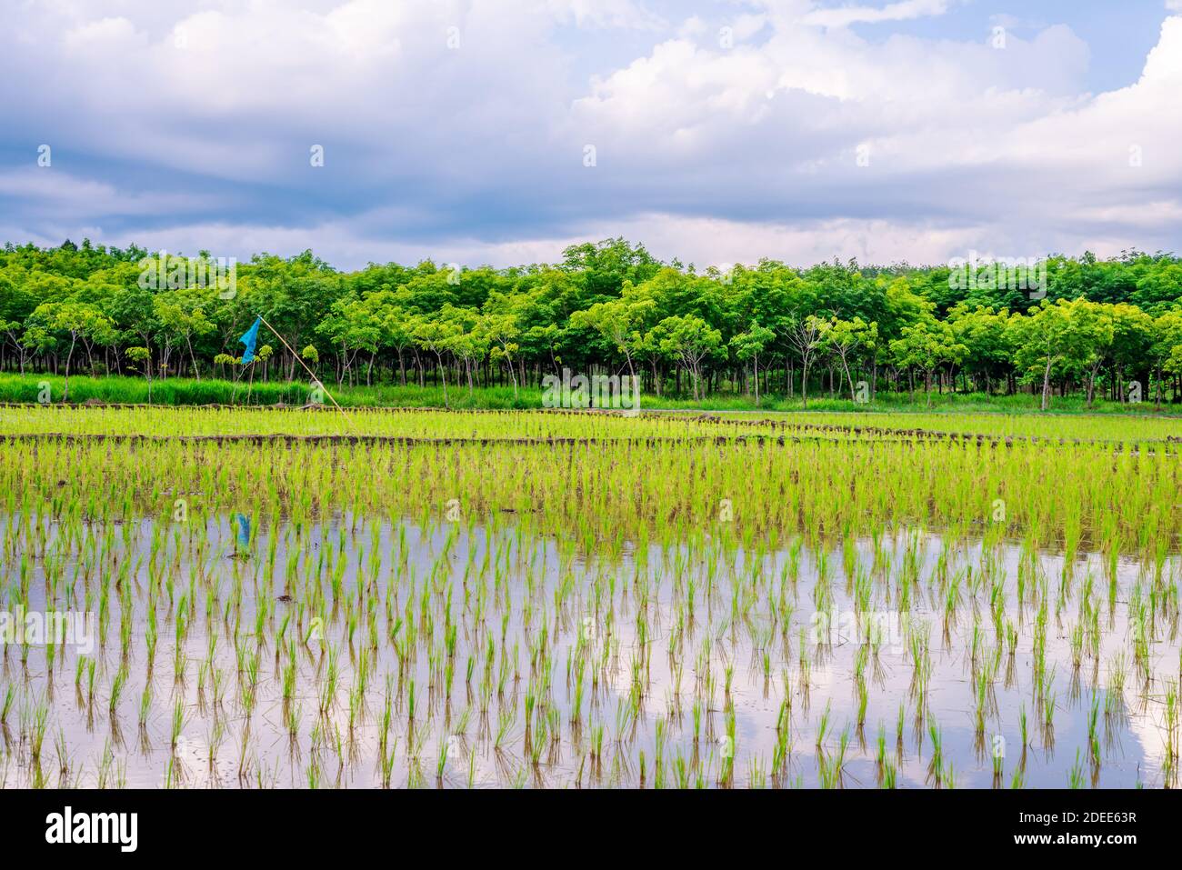 Rice field, Agriculture, paddy, with sky and cloud rain in evening light Stock Photo