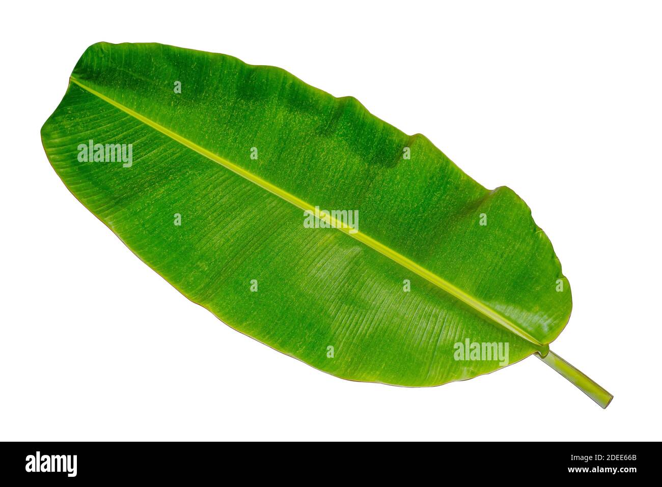 Banana leaf, green leaves, isolated on white background, Clipping paths Stock Photo