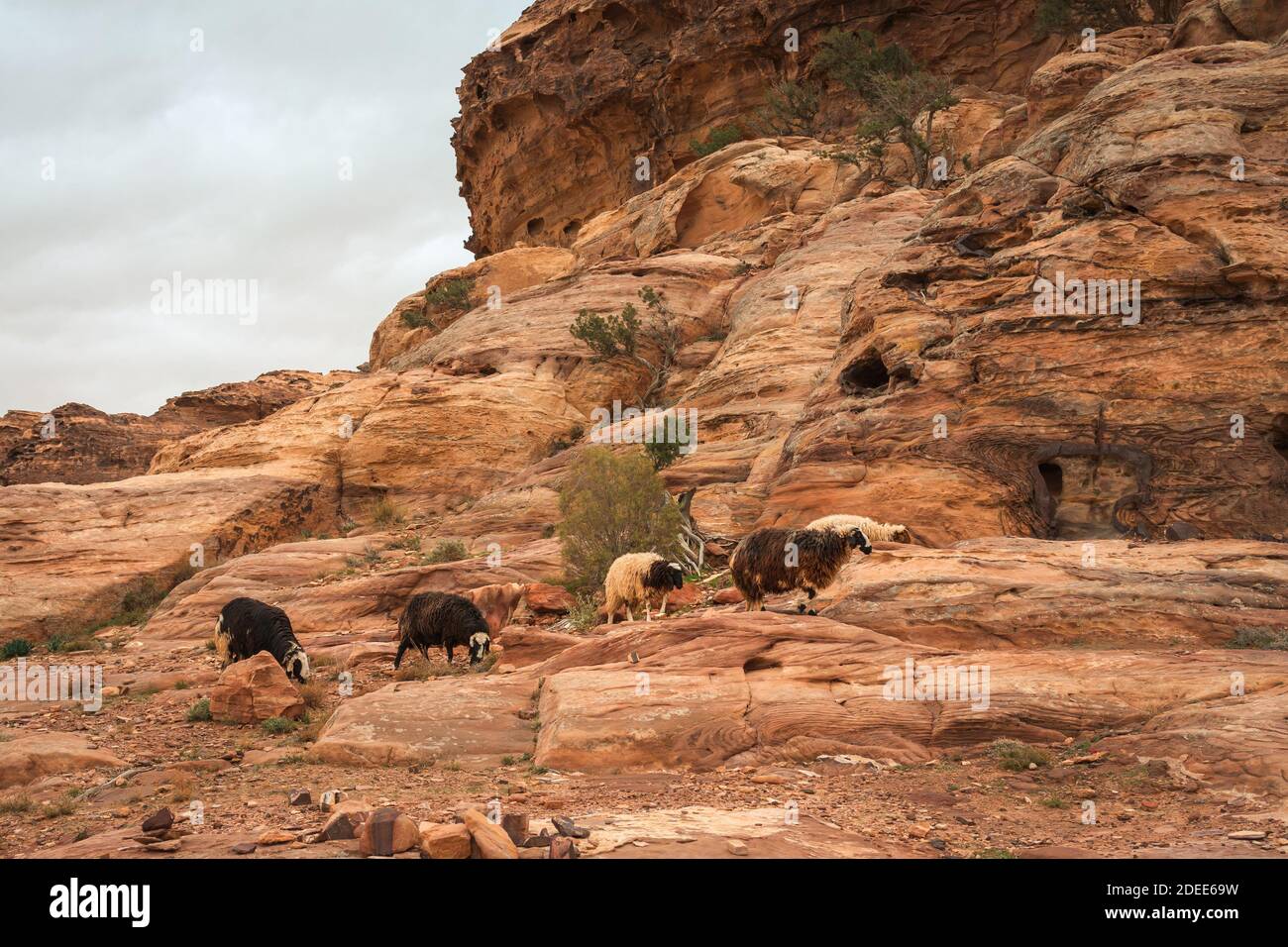 The life of the sheeps in the mountains of Jordan on a cloudy day Stock Photo